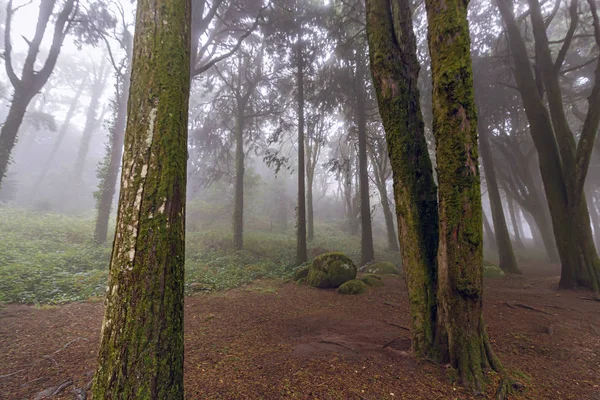 Nebbia Mistica Della Foresta Sintra Portogallo — Foto Stock