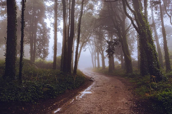 Niebla Mística Del Bosque Sintra Portugal — Foto de Stock