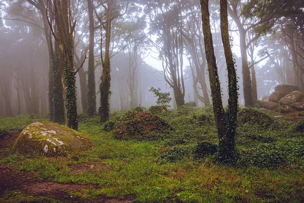 Nebbia Mistica Della Foresta Sintra Portogallo — Foto Stock