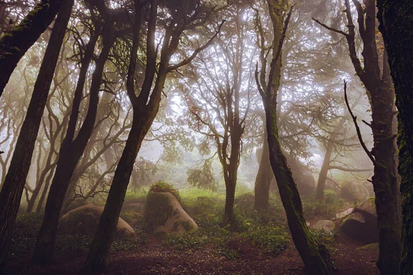Mistyczna Mgła Lasu Sintra Portugalia — Zdjęcie stockowe