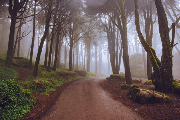 Mistyczna Mgła Lasu Sintra Portugalia — Zdjęcie stockowe