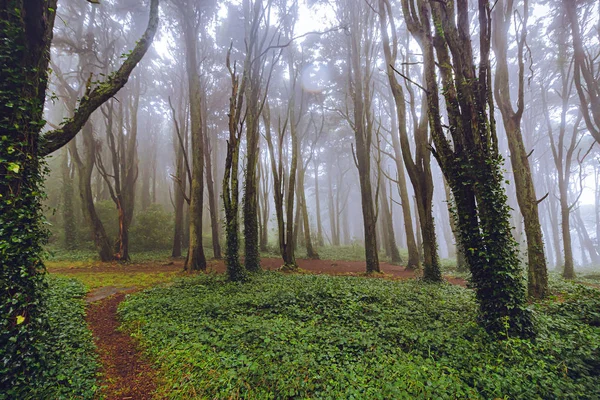 Nebbia Mistica Della Foresta Sintra Portogallo — Foto Stock