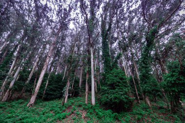 Sintra ormanının mistik sisi, Portekiz