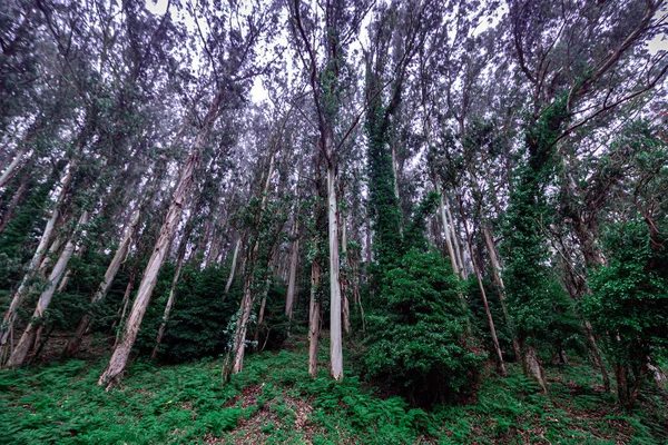 Sintra ormanının mistik sisi, Portekiz