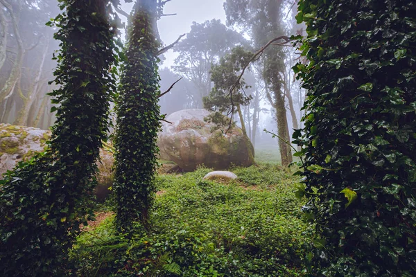 Niebla Mística Del Bosque Sintra Portugal — Foto de Stock