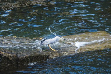 Nehirde balık tutmak için bekleyen bir kuş, Portekiz