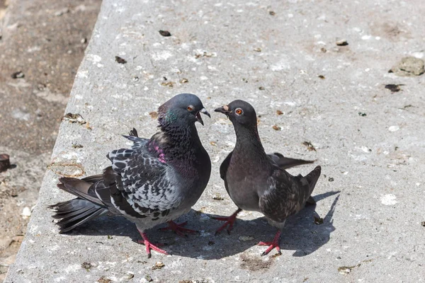 포르투갈 거리에서 비둘기 — 스톡 사진