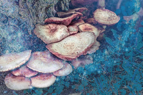 Mushrooms Tree Nature Portugal — Stock Photo, Image