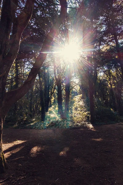 Hermoso Bosque Color Verde Sintra Portugal — Foto de Stock