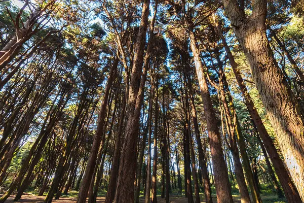 Krásné Zelené Barevné Lesy Sintra Portugalsko — Stock fotografie