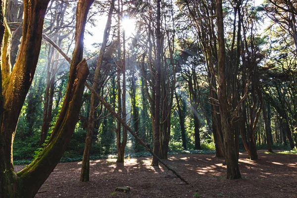 Hermoso Bosque Color Verde Sintra Portugal — Foto de Stock