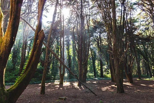 Hermoso Bosque Color Verde Sintra Portugal — Foto de Stock