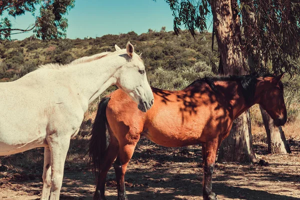 Prachtig Portret Van Een Paard Portugal Sintra — Stockfoto