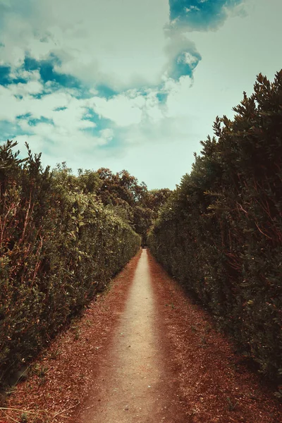 Camino Medio Jardín Arbustos Sintra Portugal — Foto de Stock