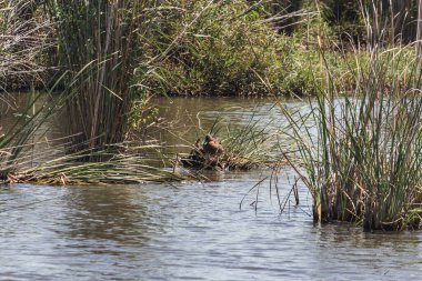 Bir gölün ortasında ördek sürüsü, setubal, Portekiz