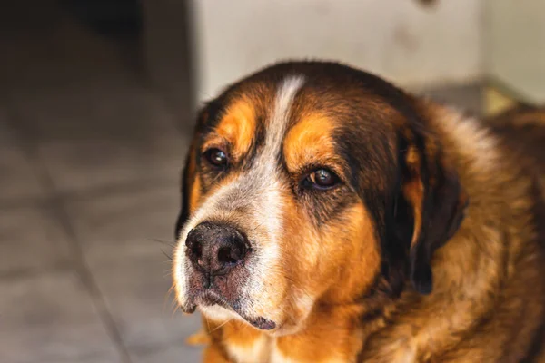 Hermoso Retrato Perro Mestizo Portugal Imágenes de stock libres de derechos