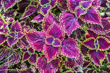 Sintra, Portekiz 'de renkli bir bitki