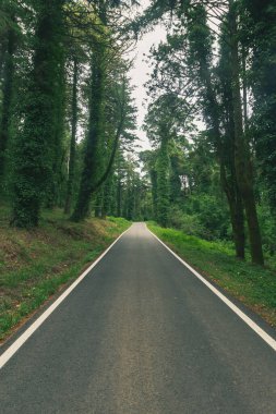 Portekiz, Sintra Ormanı 'nın ortasında bir yol.