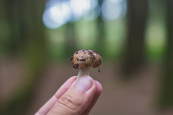 シントラの森で育つ小さなキノコ — ストック写真