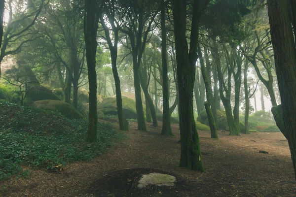 Nebbia Mistica Della Foresta Sintra — Foto Stock