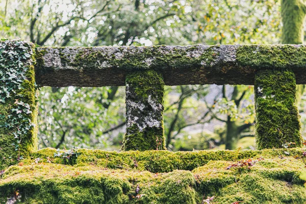 Bosque Alrededor Del Santuario Senhora Penha Guimaraes Portugal — Foto de Stock