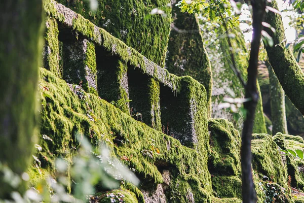 Bosque Alrededor Del Santuario Senhora Penha Guimaraes Portugal — Foto de Stock