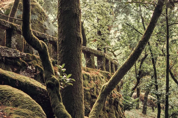 Bosque Alrededor Del Santuario Senhora Penha Guimaraes Portugal — Foto de Stock