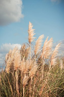 A field of pampas herb with the blue sky in the background, tranquil scene, Sintra, Portugal clipart