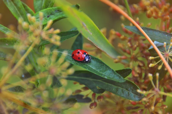 Bir Yaprak Üzerinde Oturan Uğur Böceği — Stok fotoğraf