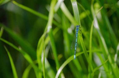 Otların üzerinde yusufçuk.