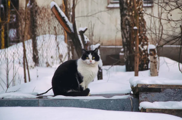 Бродячий Кіт Взимку — стокове фото