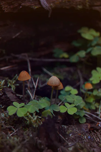 Paddestoelen Klaver Het Bos — Stockfoto