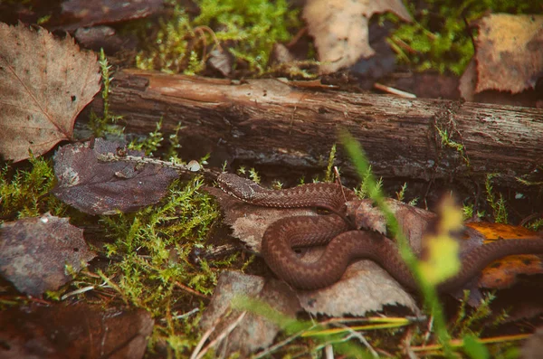 Dětská Viper Úkrytu Poblíž Log — Stock fotografie