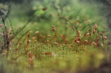 Spore kapsül güvercin buğday yosun