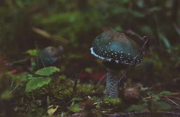 森で見つけたキノコ Stropharia 緑膿菌 — ストック写真