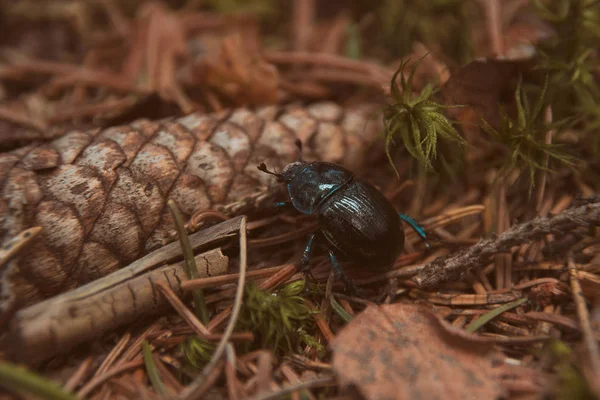 Dung Beetle Een Kegel — Stockfoto