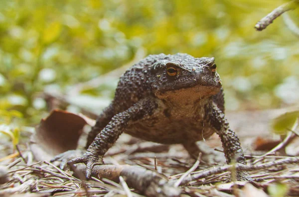 Crapaud Posture Défensive — Photo