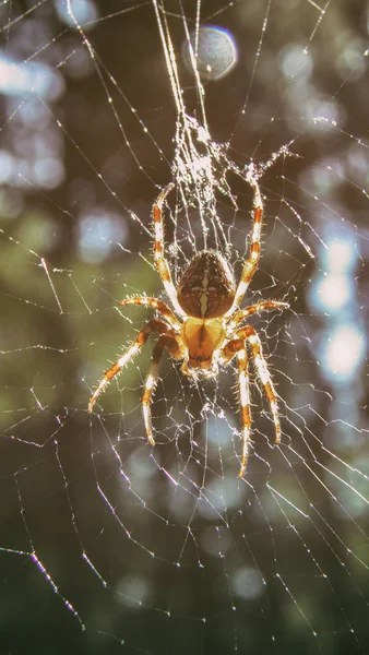 Spider Web — Stock Photo, Image