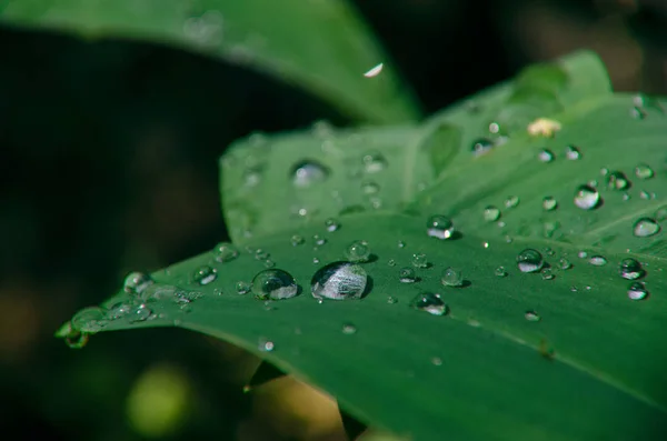 Druppels Bladeren Regen Stockfoto