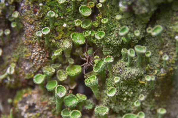 Araignée Grimpant Sur Arbre Couvert Lichen — Photo