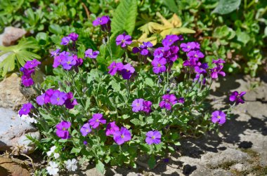 İlk Bahar çiçek, South Bohemia, Çek Cumhuriyeti