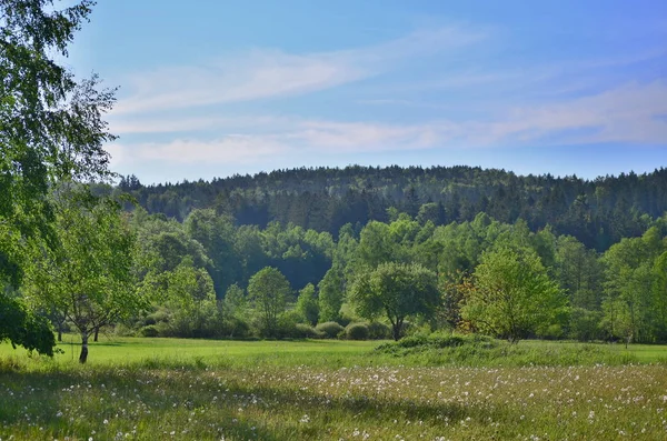 Vårlandskap Södra Böhmen Republiken Tjeckien — Stockfoto