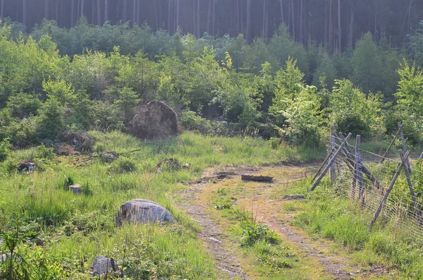Widok Drogę Leśną Południowe Czechy Czechy — Zdjęcie stockowe