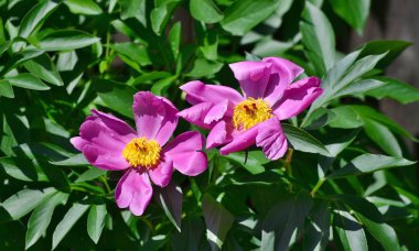 güzel Şakayık çiçeği. South Bohemia, Çek Cumhuriyeti