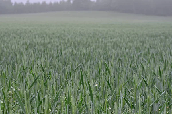 View Sown Fields Southern Bohemia Czech Republic — Stock Photo, Image