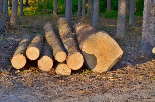 Madera Lista Para Transporte Bohemia Meridional República Checa — Foto de Stock