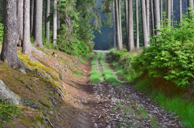 Orman yolu manzarası, Güney Bohemya, Çek Cumhuriyeti