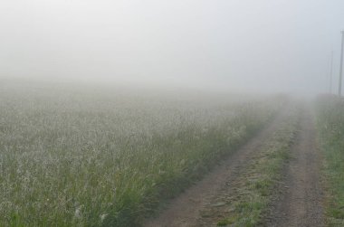 Güney Bohemya kırsalBahar sisli yol, Çek Cumhuriyeti