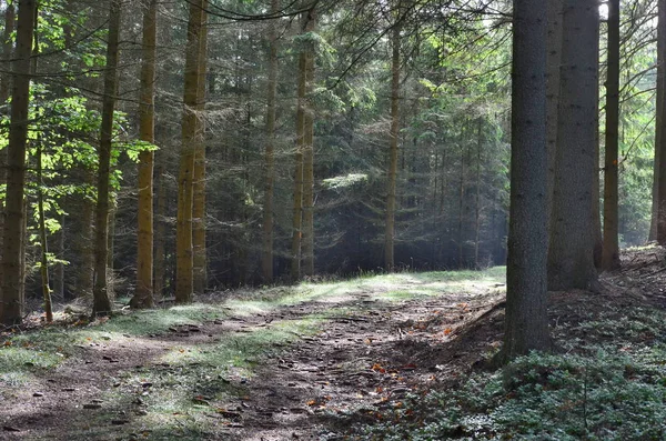 Uitzicht Bosweg Zuid Bohemen Tsjechië — Stockfoto