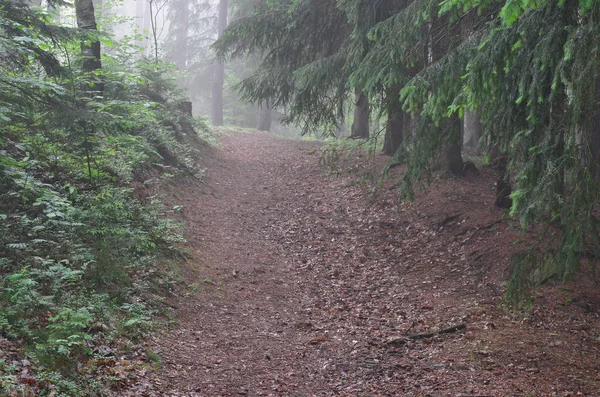 View Forest Road South Bohemia Czech Republic — Stock Photo, Image